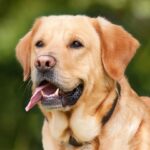 Optimale Ernährung für Hunde: Tipps und Produktempfehlungen